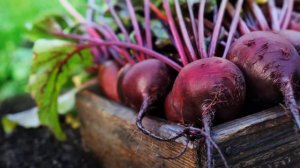 БУРЯК))) Полезные свойства красной свеклы.