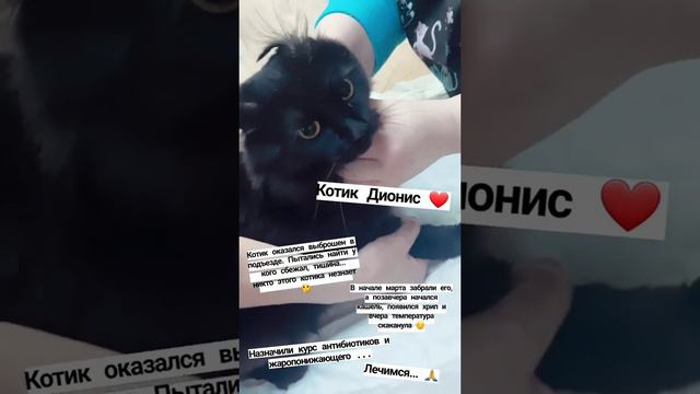 Котик Дионис