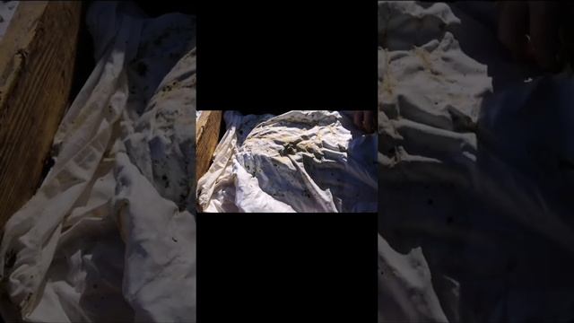 подкормка пчел весной сахарным сиропом подкормка пчел в март смотреть онлайн