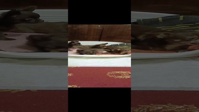 Продаются щенки чихуахуа шоколадного окраса, длинношёрстные.