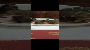 Продаются щенки чихуахуа шоколадного окраса, длинношёрстные.