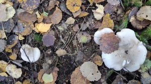 Рядовки серые (сёрушки) и другие грибы в Подмосковье