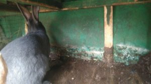 Молодняк кроликов фландр. Кролики великаны.