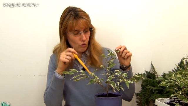 Формирование фикуса Бенджамина в свободном стиле (ч.1). смотреть онлайн