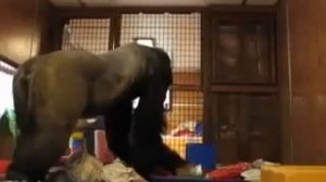 Приколы с Животными! Что будет если гориллу оставить одну дома. Смешные Звери!