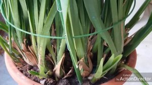 Цимбидиум.Секреты цветения ???