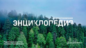 Энциклопедия лесовосстановления_3_Подготовка участка лесовосстановления