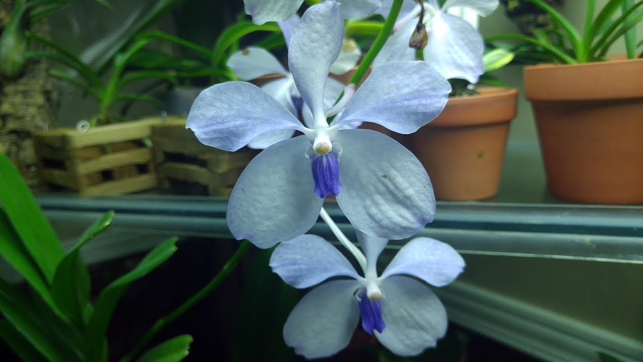 Голубые орхидеи бывают: коллекция лучших сортов небесного цвета, описание и интересные факты смотреть онлайн
