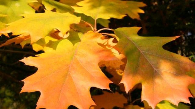 - Листья смотреть онлайн