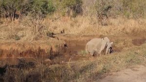 Дикие животные играют, дерутся одни из крупнейших африканских животных