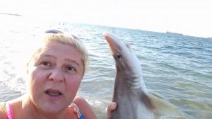 Акула в Эгейском море. 1 января 2020.