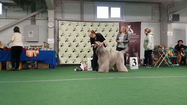 30.09.2023, СПб. Клуб "Лэсси". Выставка собак всех пород "ОСЕННИЙ СЕЗОН" смотреть онлайн