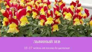 Сроки посева однолетних цветов. Какие цветы сеять на рассаду? Когда сеять цветы на рассаду?
