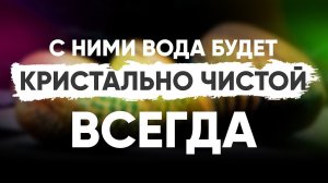 С ними вода в аквариуме будет всегда кристально чистой