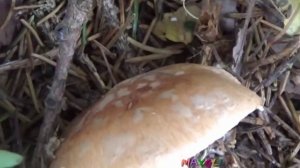 Грибы в лесу. Белопаутинник клубненосный или луковичный.