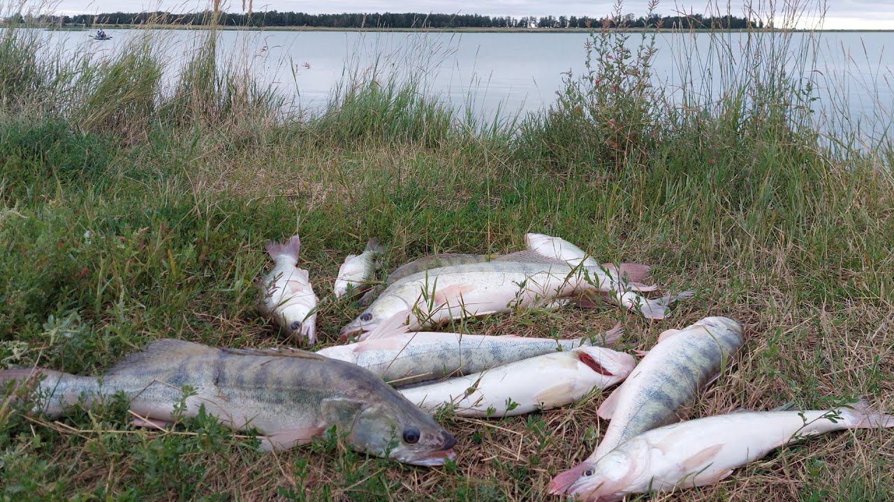 РЫБАЛКА НА СУДАКА УДАЛАСЬ! СУДАК НА СПИННИНГ НА ДЖИГ смотреть онлайн