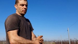 Как ЕЖЕВИКА пережила Кубанскую зиму. Состояние кустов ЕЖЕВИКИ и прикопаных верхушек.