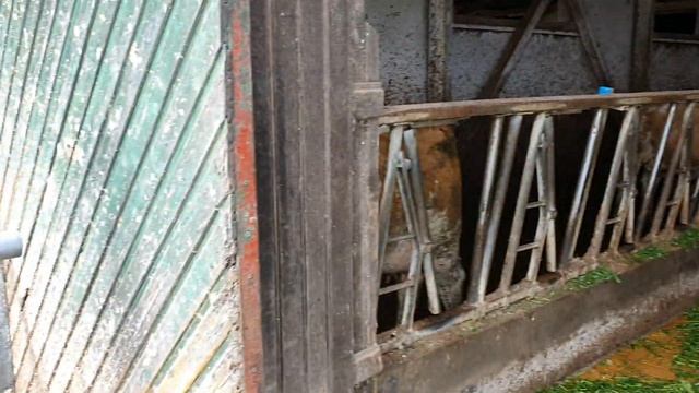 Коровы симментальской породы на немецкой ферме