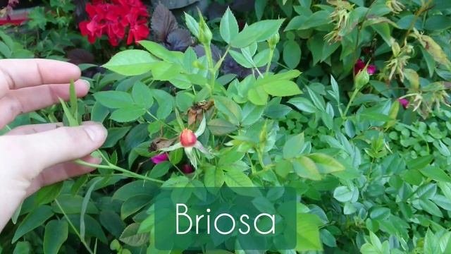 Скандальное розоводство : бросила розы на  месяц! И вот что с ними стало без ухода! Смотреть всем!