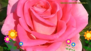 Роза чайно-гибридная Равель. Краткий обзор, описание характеристик, где купить саженцы Ravel