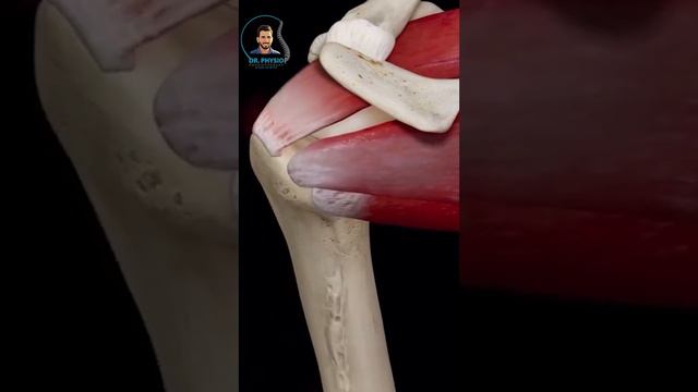 The rotator cuff