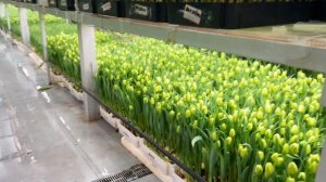 Обзор сортов тюльпанов и обсуждение проблем | 17 февраля