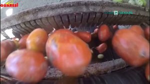 Комбайн для уборки томатов Guaresi