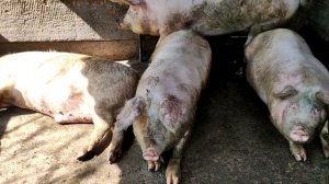 Свиньи✅ любят грязь в базу❗❗❗ Pigs✅ love dirt in the base❗❗❗
