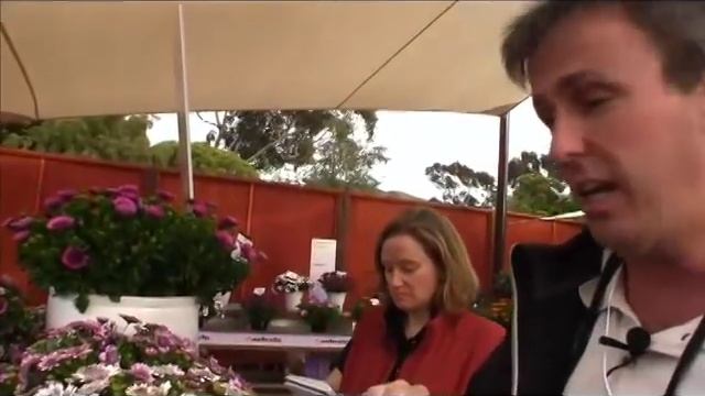 3-D Osteospermum from Selecta смотреть онлайн