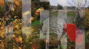 Simon Butterfly ~ Rain - Rain - Rain ~