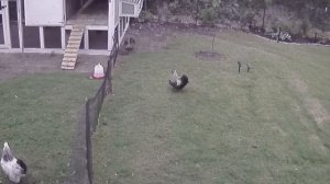 ДОМАШНИЕ ЖИВОТНЫЕ ПРОТИВ ХИЩНИКОВ! КАК ХИЩНИКИ ТЕРПЯТ ПОРАЖЕНИЕ