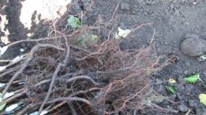 Качество саженца