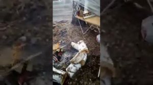 Охота на гуся в Тамбовской области