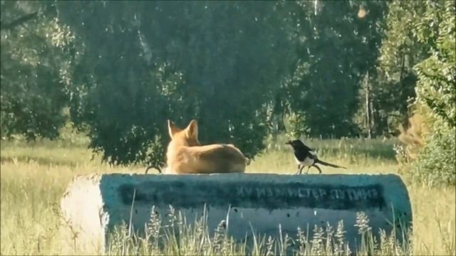 ОТКУДА БЕРЕТСЯ БЕШЕНСТВО смотреть онлайн