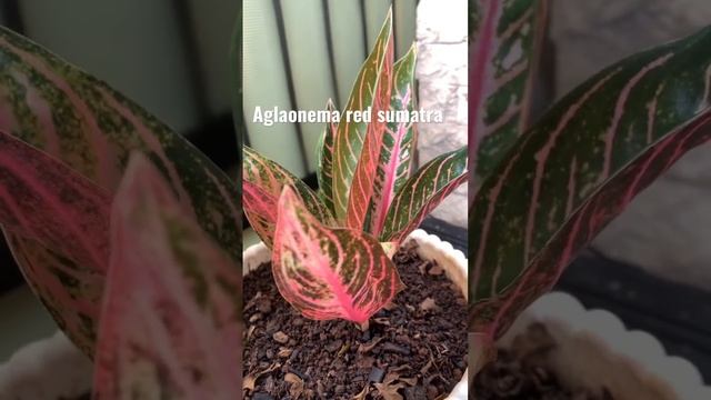 Tanaman hias aglaonema red sumatra