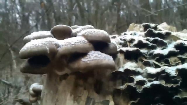 Где искать грибы зимой / Опенок зимний / Flammulina velutipes смотреть онлайн