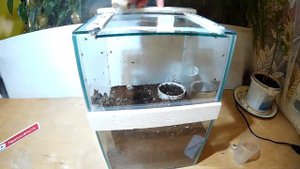 #131 ПЕРВОЕ КОРМЛЕНИЕ МАЛЕНЬКИХ ТАРАНТУЛОВ. THE FIRST FEEDING OF SMALL TARANTULAS.