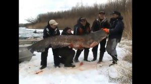 Сом 195 кг Рыбалка Самый большой пойманный на Волге