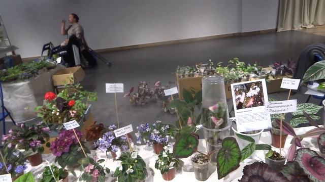 уфа 21 06 2023 выставка растений сегодня кактусы адениум фиалки разных сортов размеров.герань разна смотреть онлайн