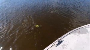 Двухвостая резина Balzer Shirasu Pike Collector , Mann’s Twinler Tail и Abu Garcia Beast Twin Tail