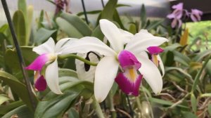 Cattleya violacea semi alba