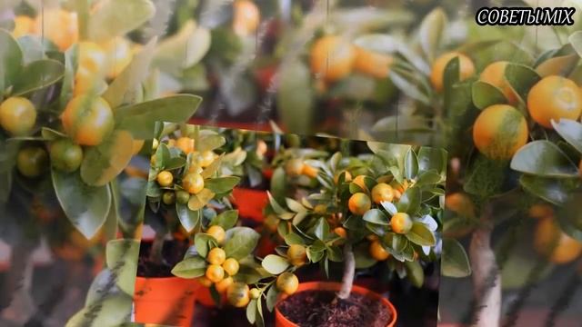 Обязательно посадите эти комнатные растения у себя в доме смотреть онлайн