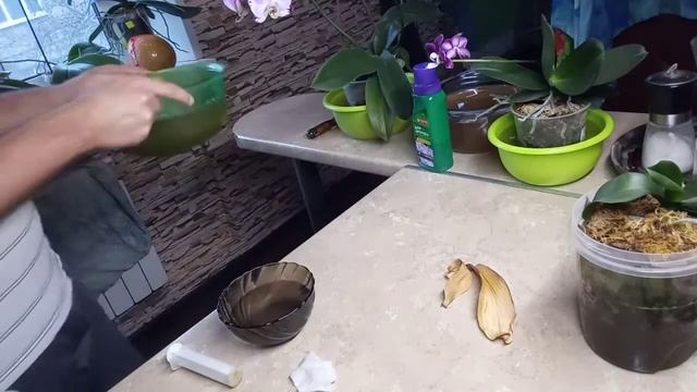 Как я ухаживаю за орхидеями/ Полив орхидей/Уход за фаленопсисами.
