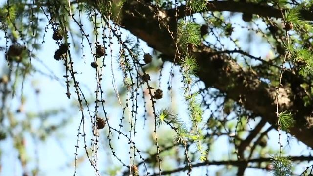 A. S. Pushkin Museum Preserve смотреть онлайн