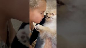 Померанский шпиц и ребенок.Играют