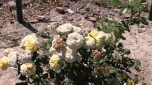 роза лемон помпон - питомник роз полины козловой- rozarium.biz, rose lemon pompom