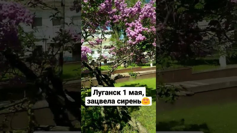 Сирень пахнет жесть