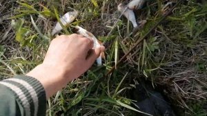 ЛОВЛЯ РЫБЫ В МАЛЕНЬКОМ РУЧЬЕ//ОЧЕНЬ МНОГО РЫБЫ//БОБЕР РВЕТ СЕТКИ