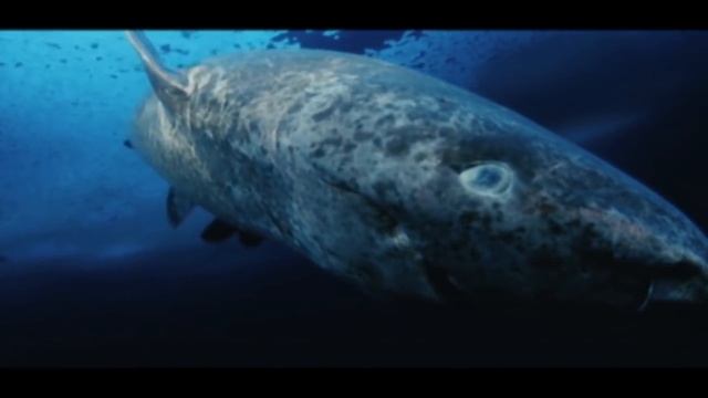 Самое старое животное на планете? смотреть онлайн