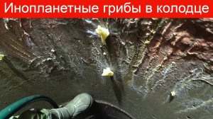 Инопланетные грибы в колодце! д Сапроново, снт Надежда, абиссинский прокол в колодце!